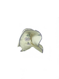 Cream & Purple Flower